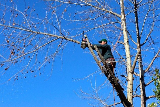 Leaning tree with exposed roots posing safety risk in Willowick, OH yard