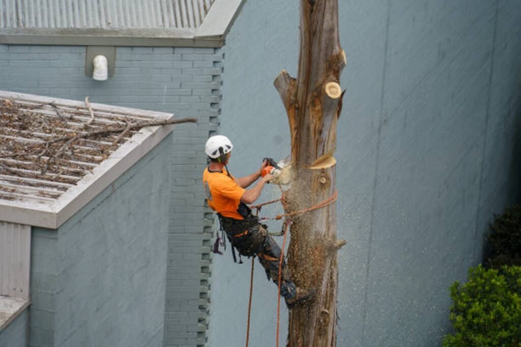 Tree removal equipment positioned for controlled takedown