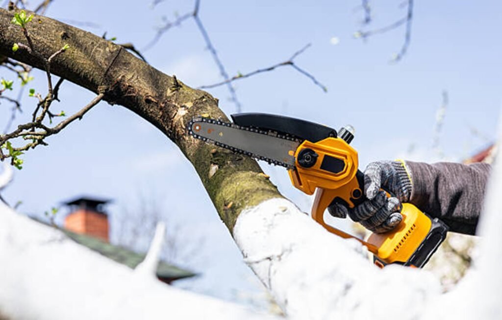 Storm-damaged limbs removed through professional pruning