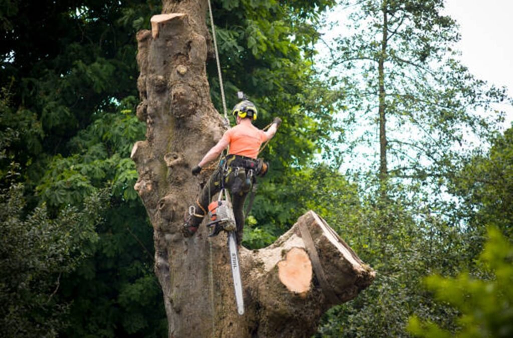 Safe tree removal service removing a large tree near a home in Willowick, OH