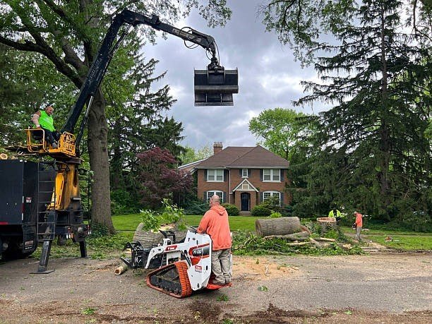 Professional tree trimming service in Willowick with crew pruning branches near a residential home