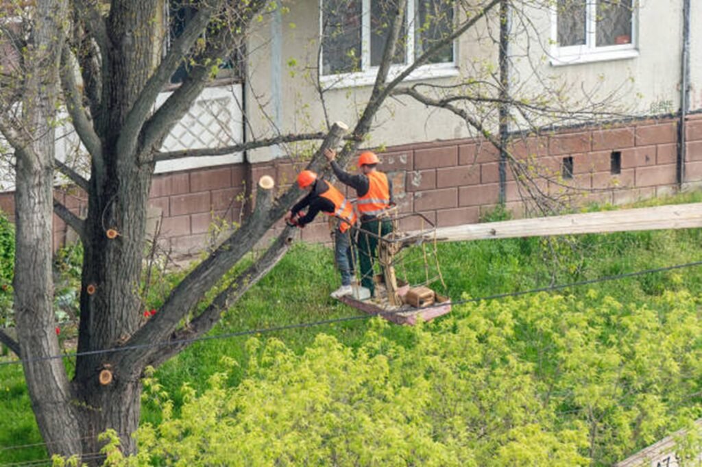 Tree trimming and pruning service improving tree health and safety at a Willowick, OH property