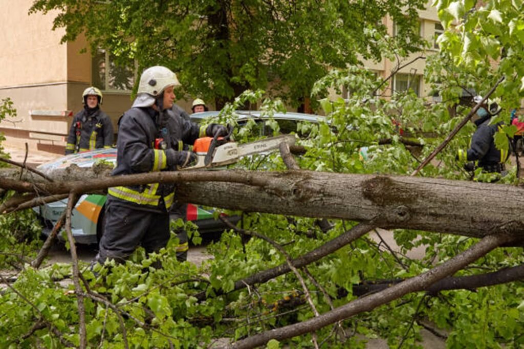 Emergency tree service crew removing a storm-damaged tree from a Willowick, OH driveway