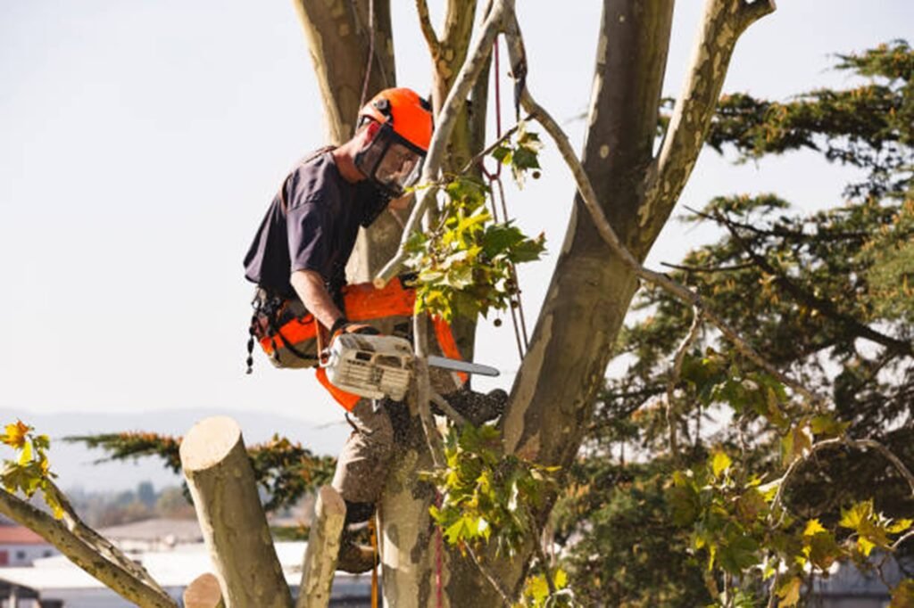 Overgrown and hazardous trees creating safety risks at a residential property in Willowick, OH