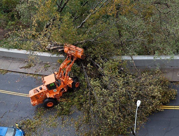 Storm damage cleanup crew removing fallen tree debris from a residential property after severe weather